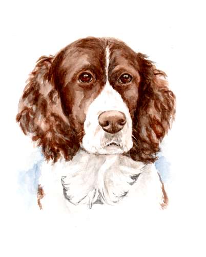 Watercolor dog portraits